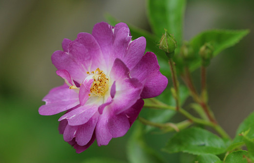 �1764535 �������(a): ����������:4250x2731